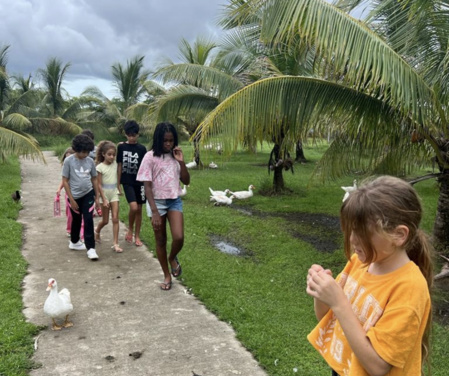 Visite des animaux. (c) Better fly. Visite des animaux. (c) Better fly.