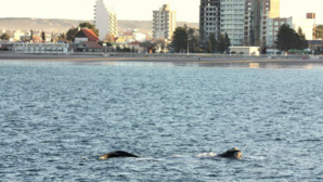 Photo (c) Jorge Gobbi. Cliquez ici pour trouver ce qui vous intéresse sur le sujet Photo (c) Jorge Gobbi. Cliquez ici pour trouver ce qui vous intéresse sur le sujet