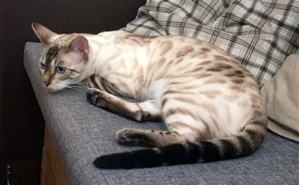 La Ronronnerie. Photo (c) CdB La Ronronnerie. Photo (c) CdB