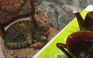 Nice's Cat Café. Photo (c) CdB Nice's Cat Café. Photo (c) CdB