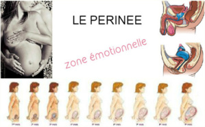 Le périnée, zone émotionnelle à haut potentiel Le périnée, zone émotionnelle à haut potentiel