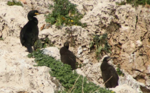 Photo (c) DR Photo (c) DR