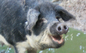 Illustration. Photo (c) Sophie & Cie Illustration. Photo (c) Sophie & Cie