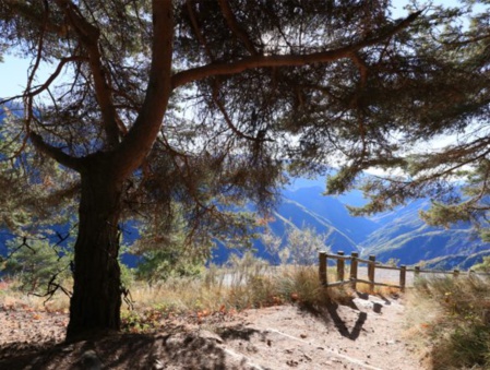 Rappelez-vous, un arboretum est une collection d’arbres ! Rappelez-vous, un arboretum est une collection d’arbres !