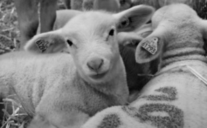 Mouton charmois, la star de l'Agrixmax. Photo (c) Sabrina Belkhiter