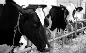 Près de 500 bovins, issus de 9 races étaient présents au Salon de l'Agrimax. Photo (c) Sabrina Belkhiter Près de 500 bovins, issus de 9 races étaient présents au Salon de l'Agrimax. Photo (c) Sabrina Belkhiter