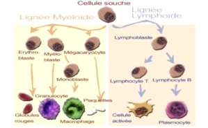 Myélome. Cliquez ici pour accéder au site de l'AF3M Myélome. Cliquez ici pour accéder au site de l'AF3M