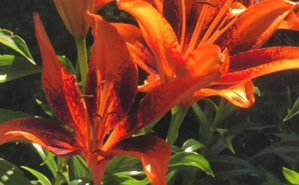 Dernier au revoir (c) Cécile Domergue Dernier au revoir (c) Cécile Domergue