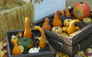 Courges du Domaine de Chaumont-sur-Loire. Photo (c) A. Hubert Courges du Domaine de Chaumont-sur-Loire. Photo (c) A. Hubert