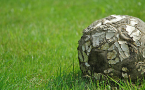 Illustration. Photo (c) Joseph Sardin Illustration. Photo (c) Joseph Sardin