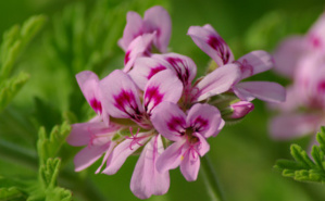 Géranium rosat. Image du domaine public Géranium rosat. Image du domaine public