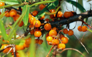 Baies d'argousier. Image libre de droit Baies d'argousier. Image libre de droit