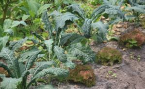 Culture sur butte. Image libre de droits. Cliquez ici pour en savoir plus sur la permaculture Culture sur butte. Image libre de droits. Cliquez ici pour en savoir plus sur la permaculture