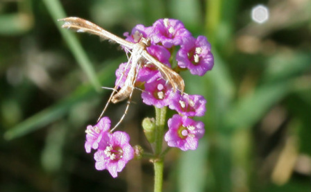 La Punarnava, une plante anti-âge ayurvédique