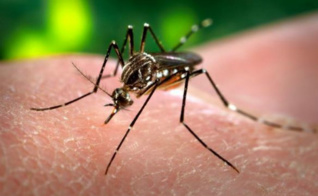 Seule la femelle moustique est responsable de la transmission du virus zika. Photo (c) Centers for Disease Control and Prevention