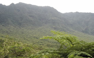 Forêt primaire de Bebour. Photo (c) Magnus Manske Forêt primaire de Bebour. Photo (c) Magnus Manske