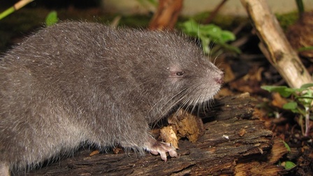 L’animal nommé Incanomys mayopuma, a été découvert dans la zone de Wiñaywayna (c) DR L’animal nommé Incanomys mayopuma, a été découvert dans la zone de Wiñaywayna (c) DR
