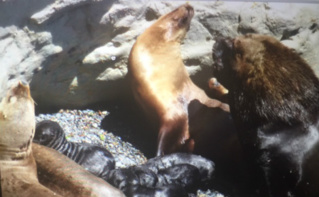 La Péninsule Valdes et ses lions de mer. Photo (c) Marie-Rachel Aparis La Péninsule Valdes et ses lions de mer. Photo (c) Marie-Rachel Aparis