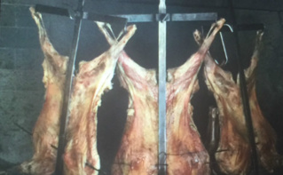 Cordero patagonico. Photo (c) Marie-Rachel Aparis Cordero patagonico. Photo (c) Marie-Rachel Aparis