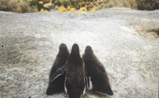 Pingouins Magellans prenant la pose face à l'immensité des paysages patagoniens. Photo (c) Marie-Rachel Aparis