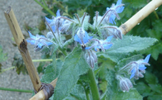 Fleur de Bourrache. Photo (c) A. Hubert Fleur de Bourrache. Photo (c) A. Hubert