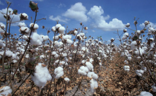 Champ de coton. Image du domaine public Champ de coton. Image du domaine public