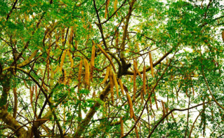Arbre moringa en Tanzanie. Photo (c) Prof. Chen Hualin