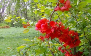 Photo (c) Adriana Trifan Radu Photo (c) Adriana Trifan Radu