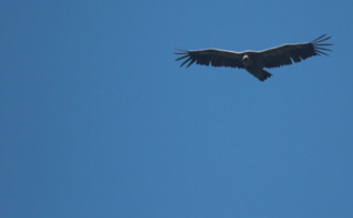 Les fonds vautours ont engrangé de grands bénéfices grace à cet accord. Photo (c) Peupleloup