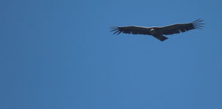 Argentine et fonds vautours, fin d'un feuilleton judiciaire
