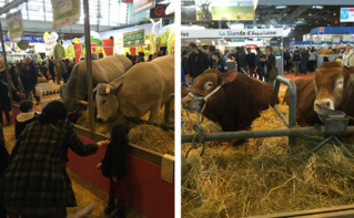 Les visiteurs regardent des vaches au salon de l'agriculture 2016. Photo (c) J.Claude M. Les visiteurs regardent des vaches au salon de l'agriculture 2016. Photo (c) J.Claude M.