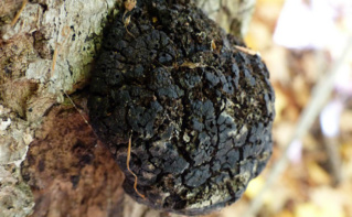 Le chaga sur l'écorce d'un arbre. Image du domaine public Le chaga sur l'écorce d'un arbre. Image du domaine public