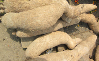 Tubercules d'ignames. Photo (c) Cohnant Tubercules d'ignames. Photo (c) Cohnant