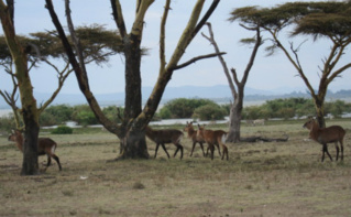 Des animaux dans la réserve de Naivasha, Kenya. Photo (c) Pierre Buingo, septembre 2013 Des animaux dans la réserve de Naivasha, Kenya. Photo (c) Pierre Buingo, septembre 2013