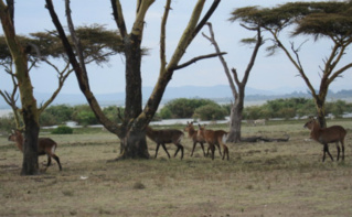 Des animaux dans la réserve de Naivasha, Kenya. Photo (c) Pierre Buingo, septembre 2013