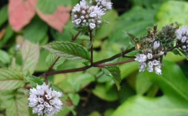La menthe poivrée, une alliée des digestions difficiles. Photo (c) Sten Porse La menthe poivrée, une alliée des digestions difficiles. Photo (c) Sten Porse