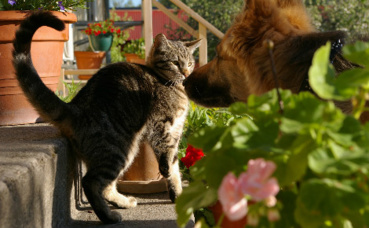 "Les huiles essentielles, c'est pour les chiens!" Image du domaine public "Les huiles essentielles, c'est pour les chiens!" Image du domaine public