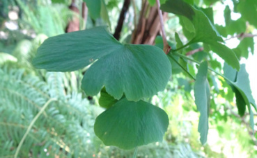 Feuille de ginkgo biloba du Jardin des Plantes Paris. Photo (c) A. Hubert