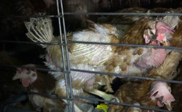 Photo (c) L214 Photo (c) L214