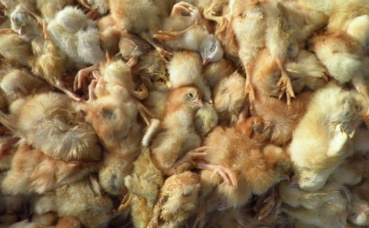Cadavres de poussins. Photo (c) L214 Cadavres de poussins. Photo (c) L214