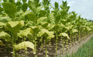 Plantation de tabac. Image du domaine public.