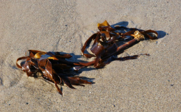 Laminaria digitata, konbu breton. Photo (c) Alan Fryer