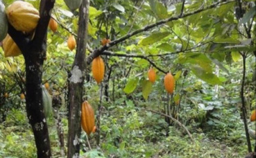 Une plantation de cacao. Image du domaine public. Une plantation de cacao. Image du domaine public.
