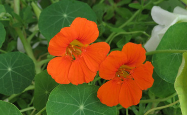 Fleur de capucine. Image du domaine public Fleur de capucine. Image du domaine public