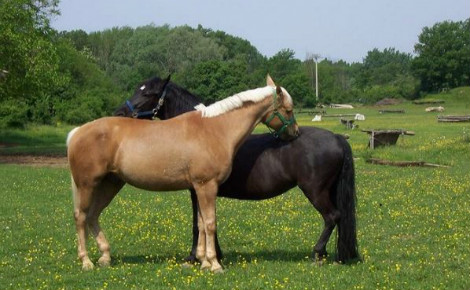 Un exemple de coopération dans le règne animal. Photo (c) Alex Brollo