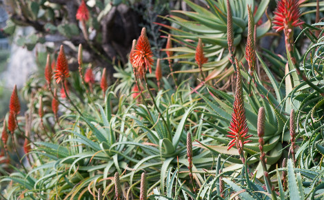 Aloe. Photo (c) Jardin exotique de Monaco