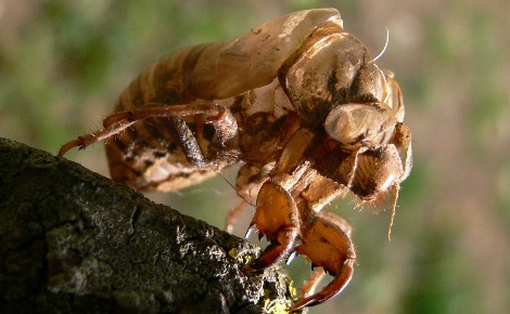 Cigale dans le Var. Photo (c) Jodelet / Lépinay