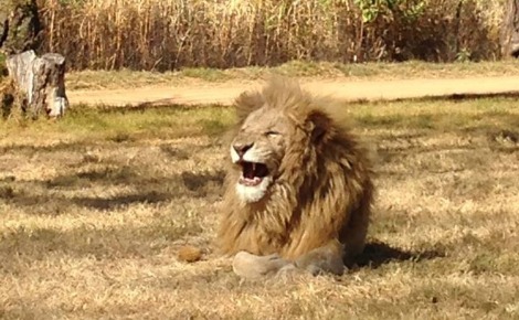Lion protégé d'Afrique du Sud dans une réserve naturelle à Johannesburg. Photo (c) Tanguy Lepage.