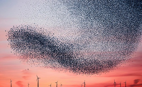 "Murmurations Ephemeral Plastic Sculptures #2" 180x127 cm, 2012 - 2014 (c) Alain Delorme