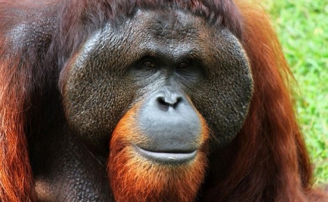 Orang-outan. Image du domaine public.